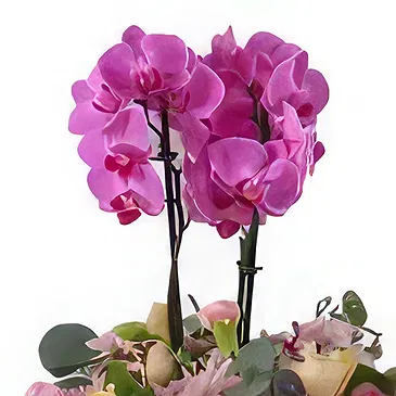 Al Shamkha flowers  -  Blossom Haven Flower Bouquet/Arrangement