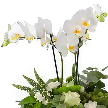 Al Shamkha flowers  -  White Box Flower Bouquet/Arrangement