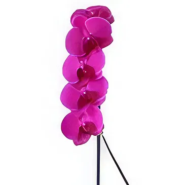 Al Shamkha flowers  -  Nature Love Flower Bouquet/Arrangement