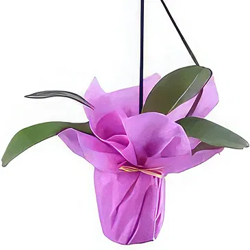 Al Shamkha flowers  -  Nature Love Flower Bouquet/Arrangement