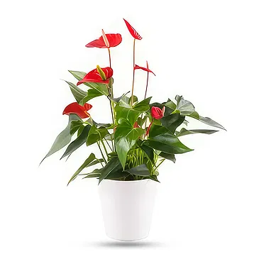 Berlin flowers  -  Unique Display Flower Bouquet/Arrangement