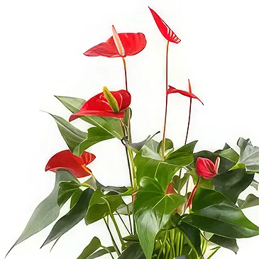 Berlin flowers  -  Unique Display Flower Bouquet/Arrangement