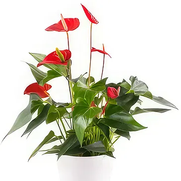Berlin flowers  -  Unique Display Flower Bouquet/Arrangement