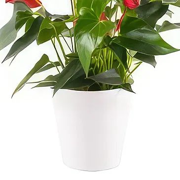 Berlin flowers  -  Unique Display Flower Bouquet/Arrangement