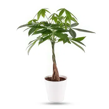 Germany flowers  -  Tropical Love Flower Delivery