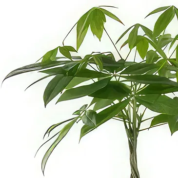 fleuriste fleurs de Berlin- Amour tropical Bouquet/Arrangement floral