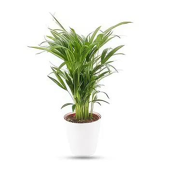 Germany flowers  -  Best Seller Flower Delivery