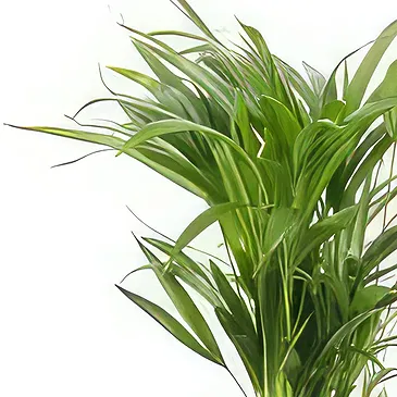 fleuriste fleurs de Berlin- Best-seller Bouquet/Arrangement floral