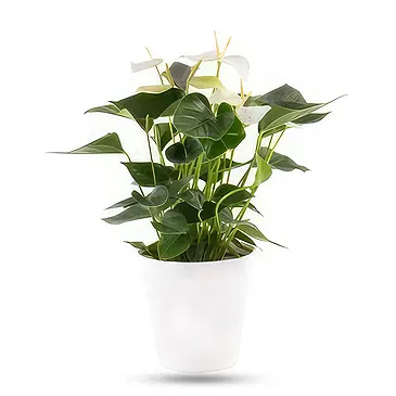 Berlin flowers  -  Pure Fragrence Flower Bouquet/Arrangement