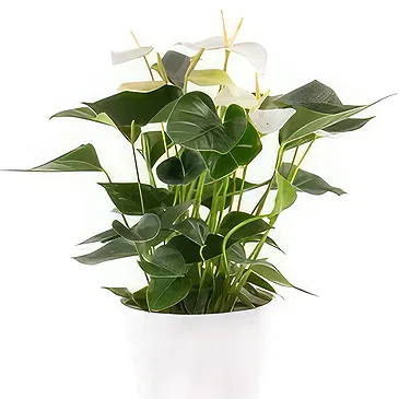 Berlin flowers  -  Pure Fragrence Flower Bouquet/Arrangement