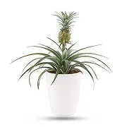 Germany online Florist - Pure Green Bouquet