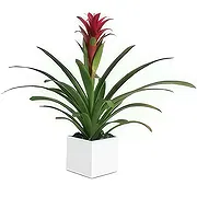 Oman online Florist - Bromelia Bouquet
