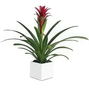 Al-Ghaftayn blomster- Bromelia (andre) Blomst Levering