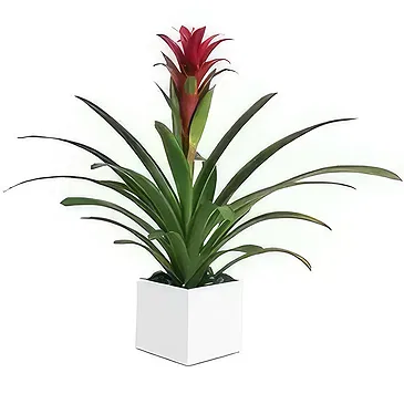 flores Al-Haradi floristeria -  Bromelia Ramo de flores/arreglo floral
