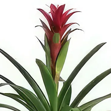 flores Al-Haradi floristeria -  Bromelia Ramo de flores/arreglo floral