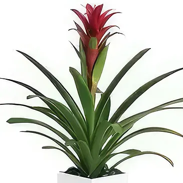 flores Al-Haradi floristeria -  Bromelia Ramo de flores/arreglo floral