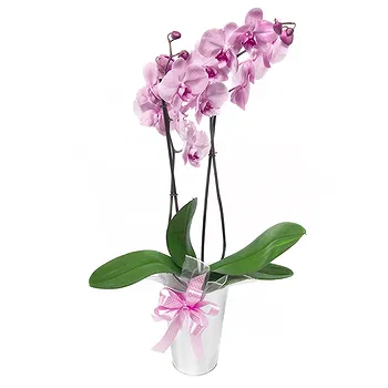 San Marino flowers  -  Pink Phalaenopsis Orchid Plant Flower Delivery