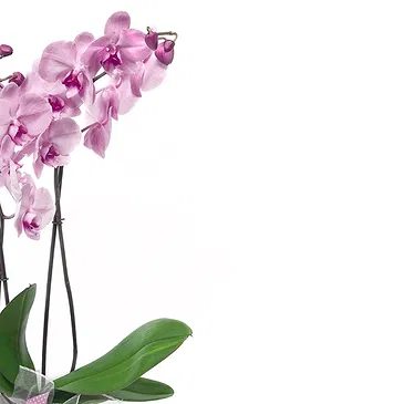 fiorista fiori di Firenze- Pianta di orchidea Phalaenopsis rosa Bouquet floreale