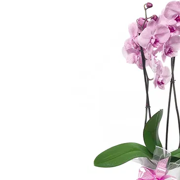 fiorista fiori di Firenze- Pianta di orchidea Phalaenopsis rosa Bouquet floreale
