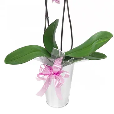 fiorista fiori di Firenze- Pianta di orchidea Phalaenopsis rosa Bouquet floreale