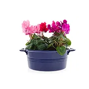 Versciaco di Sopra online Florist - Composition of Cyclamens Bowl Bouquet