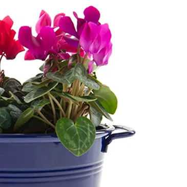 Vignone flowers  -  Composition of Cyclamens Bowl Flower Bouquet/Arrangement