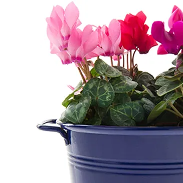 Vignone flowers  -  Composition of Cyclamens Bowl Flower Bouquet/Arrangement
