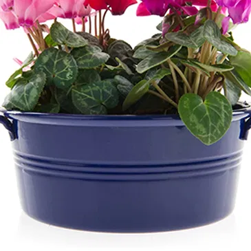 Vignone flowers  -  Composition of Cyclamens Bowl Flower Bouquet/Arrangement