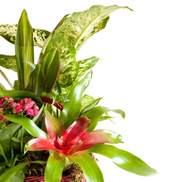 Vignone flowers  -  Composition of Green and Flowering Plants Flower Bouquet/Arrangement