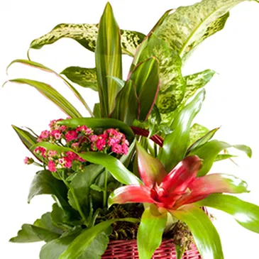 Vignone flowers  -  Composition of Green and Flowering Plants Flower Bouquet/Arrangement