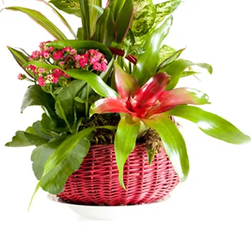 Vignone flowers  -  Composition of Green and Flowering Plants Flower Bouquet/Arrangement