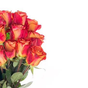 Italy flowers  -  Composition of 15 Orange Roses Flower Bouquet/Arrangement