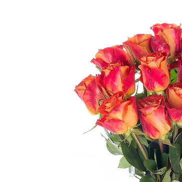 Italy flowers  -  Composition of 15 Orange Roses Flower Bouquet/Arrangement