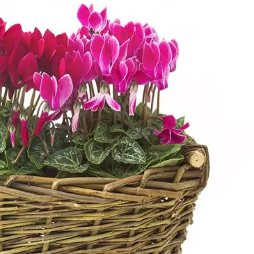 Mira flowers  -  Composition of Cyclamen Seedlings in Baskets Flower Bouquet/Arrangement