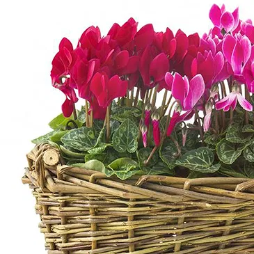 Mira flowers  -  Composition of Cyclamen Seedlings in Baskets Flower Bouquet/Arrangement