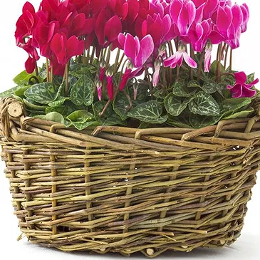 Mira flowers  -  Composition of Cyclamen Seedlings in Baskets Flower Bouquet/Arrangement