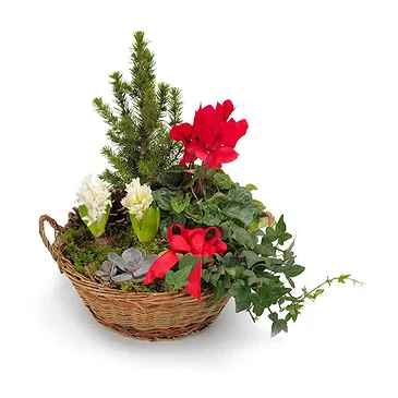 Vignone flowers  -  Basket of Christmas Plants Flower Bouquet/Arrangement