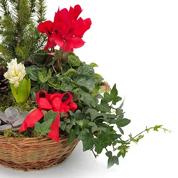 Vignone flowers  -  Basket of Christmas Plants Flower Bouquet/Arrangement