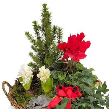 Vignone flowers  -  Basket of Christmas Plants Flower Bouquet/Arrangement
