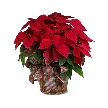 Vignone flowers  -  Big Poinsettia in Basket Flower Bouquet/Arrangement