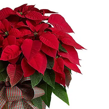 Vignone flowers  -  Big Poinsettia in Basket Flower Bouquet/Arrangement