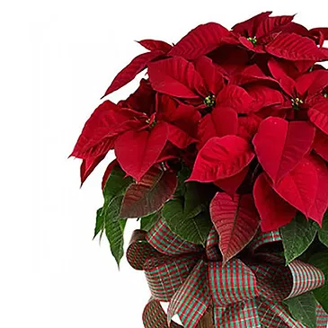 Vignone flowers  -  Big Poinsettia in Basket Flower Bouquet/Arrangement