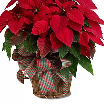 Vignone flowers  -  Big Poinsettia in Basket Flower Bouquet/Arrangement