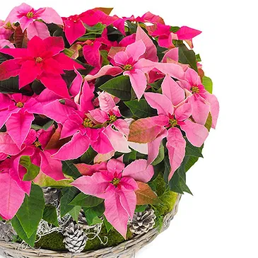 Italy flowers  -  Pretty Pink Poinsettias Basket Flower Bouquet/Arrangement