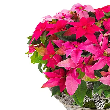 Italy flowers  -  Pretty Pink Poinsettias Basket Flower Bouquet/Arrangement
