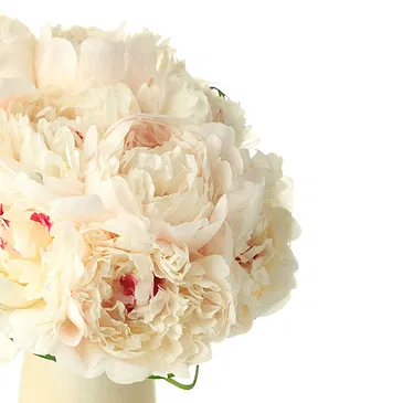 Bondo flowers  -  Wedding Bouquet of White Peonies Flower Bouquet/Arrangement