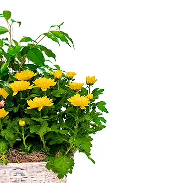 Italy flowers  -  Flowering Plants for Birthday Flower Bouquet/Arrangement