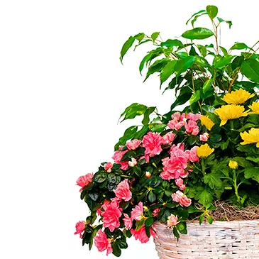 Italy flowers  -  Flowering Plants for Birthday Flower Bouquet/Arrangement