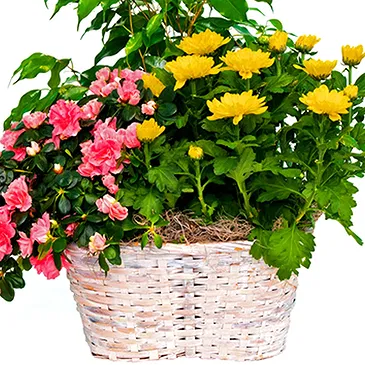 Italy flowers  -  Flowering Plants for Birthday Flower Bouquet/Arrangement