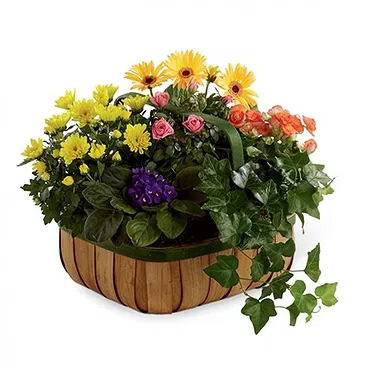 Vignone flowers  -  Basket of Seasonal Flowering Plants Flower Bouquet/Arrangement